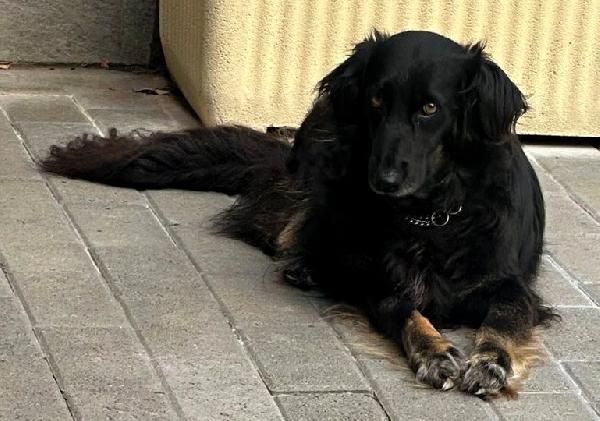 SELVAGGIA BELLISSIMA TIMIDONA Foto 3